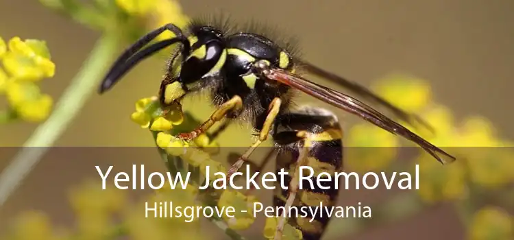 Yellow Jacket Removal Hillsgrove - Pennsylvania