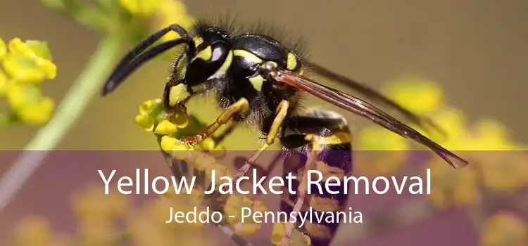 Yellow Jacket Removal Jeddo - Pennsylvania