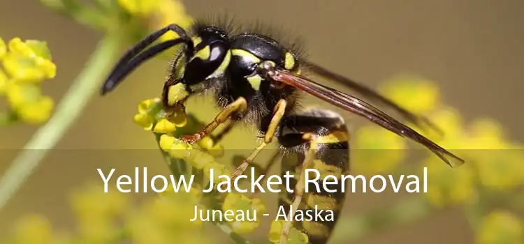Yellow Jacket Removal Juneau - Alaska