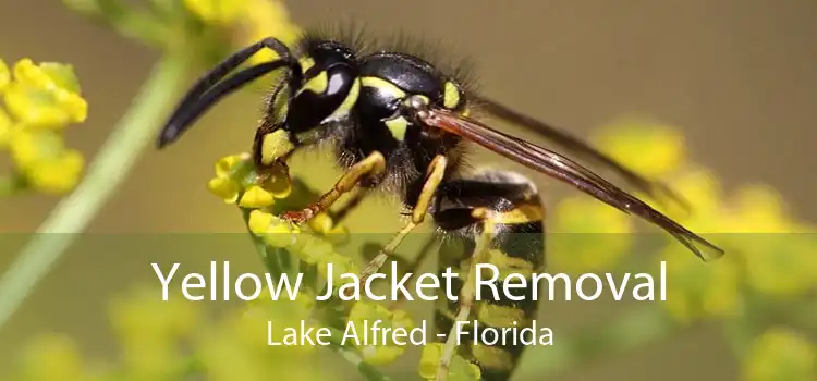 Yellow Jacket Removal Lake Alfred - Florida