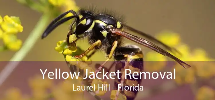 Yellow Jacket Removal Laurel Hill - Florida