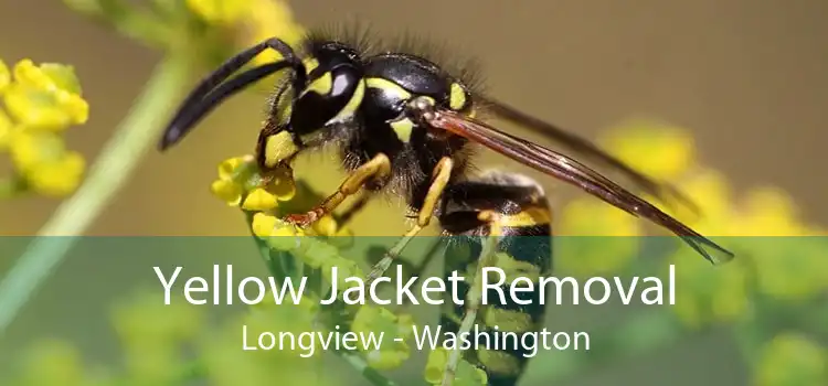 Yellow Jacket Removal Longview - Washington