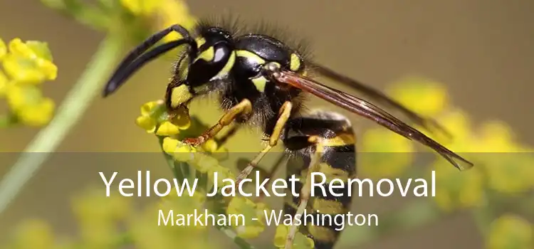 Yellow Jacket Removal Markham - Washington