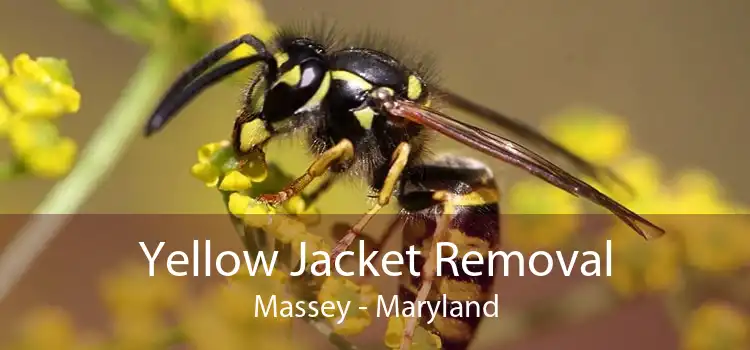 Yellow Jacket Removal Massey - Maryland