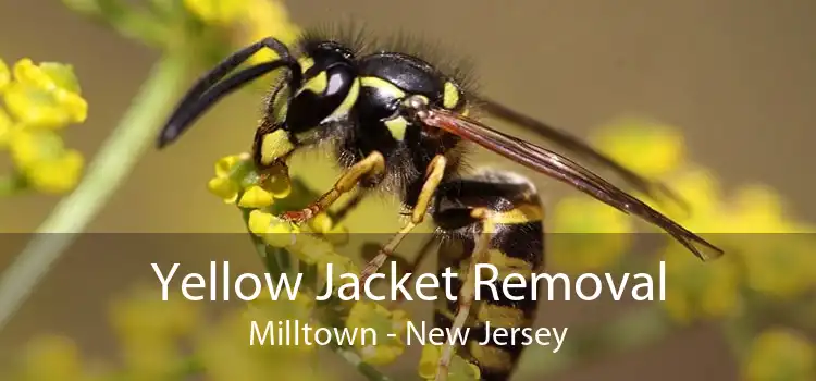 Yellow Jacket Removal Milltown - New Jersey
