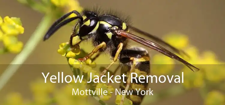 Yellow Jacket Removal Mottville - New York