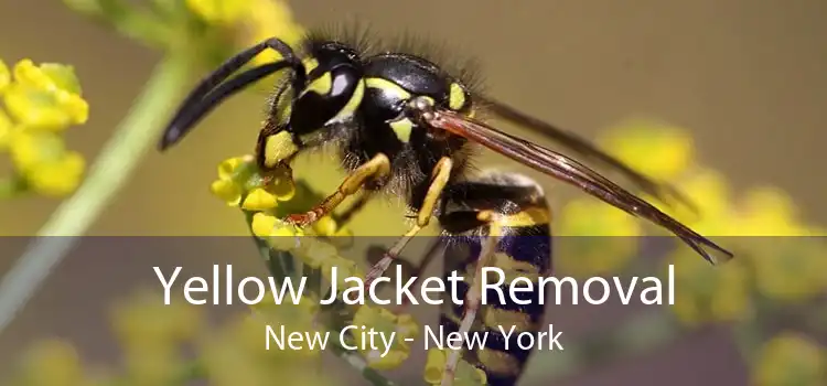 Yellow Jacket Removal New City - New York