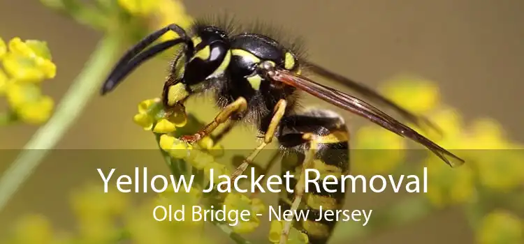 Yellow Jacket Removal Old Bridge - New Jersey