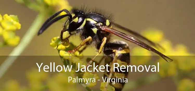 Yellow Jacket Removal Palmyra - Virginia