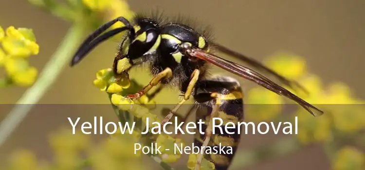 Yellow Jacket Removal Polk - Nebraska