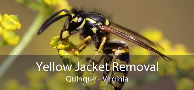 Yellow Jacket Removal Quinque - Virginia