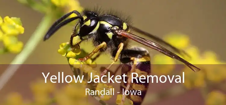 Yellow Jacket Removal Randall - Iowa