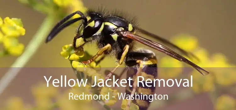 Yellow Jacket Removal Redmond - Washington