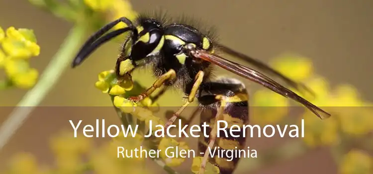 Yellow Jacket Removal Ruther Glen - Virginia