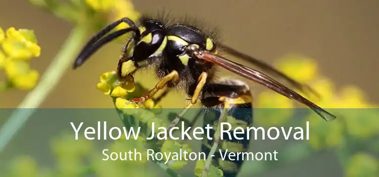 Yellow Jacket Removal South Royalton - Vermont