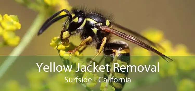Yellow Jacket Removal Surfside - California