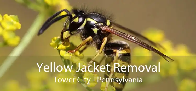 Yellow Jacket Removal Tower City - Pennsylvania