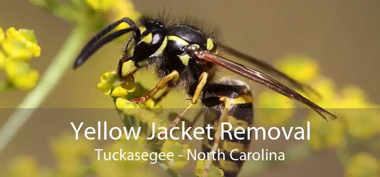 Yellow Jacket Removal Tuckasegee - North Carolina