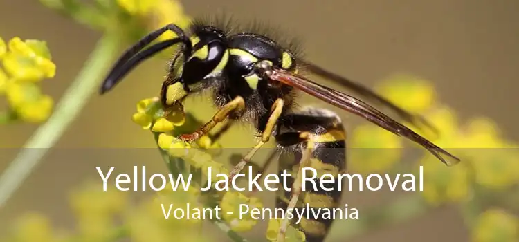 Yellow Jacket Removal Volant - Pennsylvania