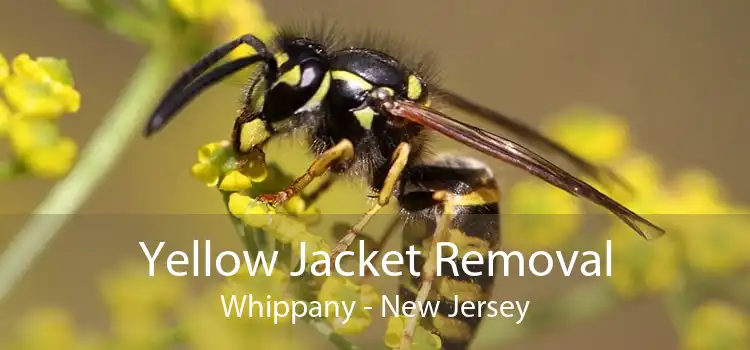 Yellow Jacket Removal Whippany - New Jersey
