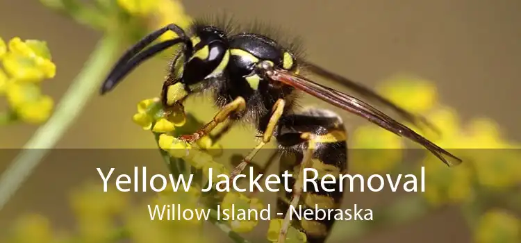 Yellow Jacket Removal Willow Island - Nebraska