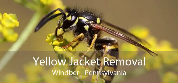 Yellow Jacket Removal Windber - Pennsylvania