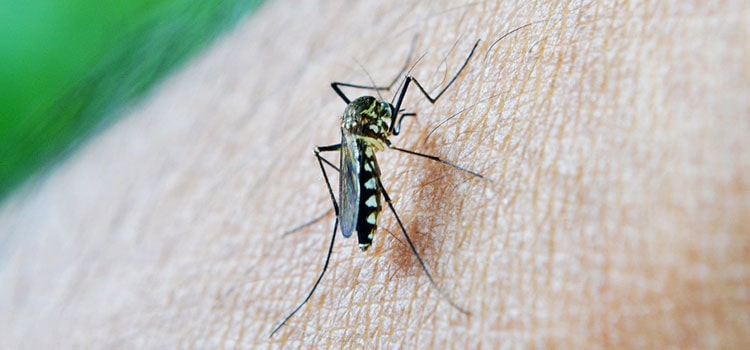 Indoor Mosquito Control in Point Pleasant, PA