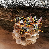 Bee And Wasp Control in Henderson, IA