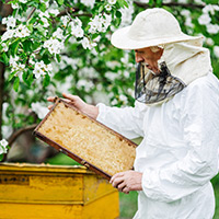 Eco-Friendly Bee Removal Specialists in Calverton, MD