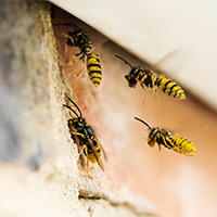 Local Wasp Control in Canyon Country, CA