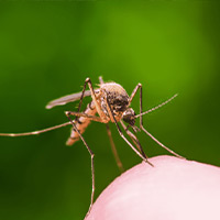 Mosquito Control Companies in Hamburg, MI