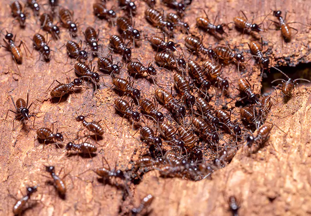 Termite Pest Control