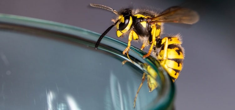 Yellow Jacket Removal Cost in Callaghan, VA
